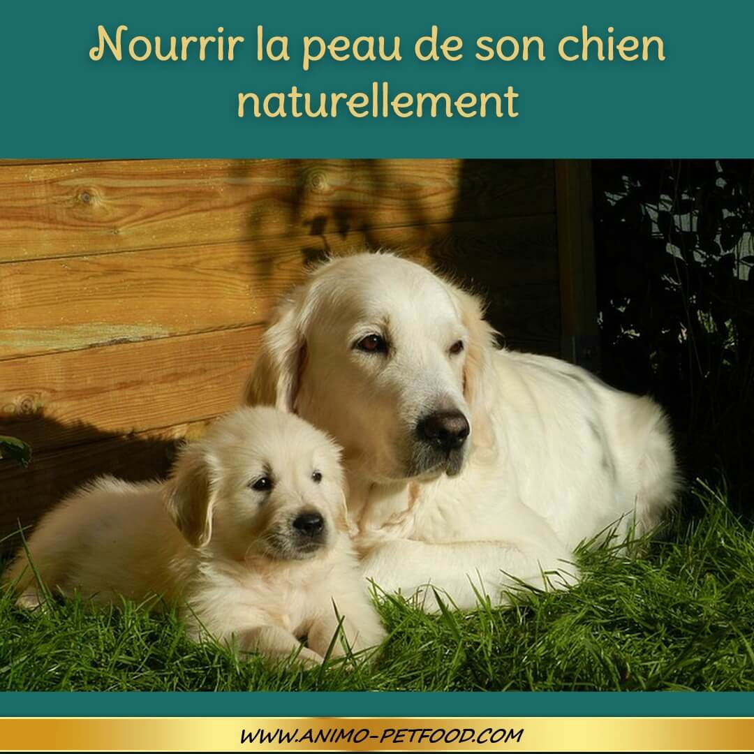 Connaître Les Nutriments Qui Nourrissent La Peau De Votre Chien