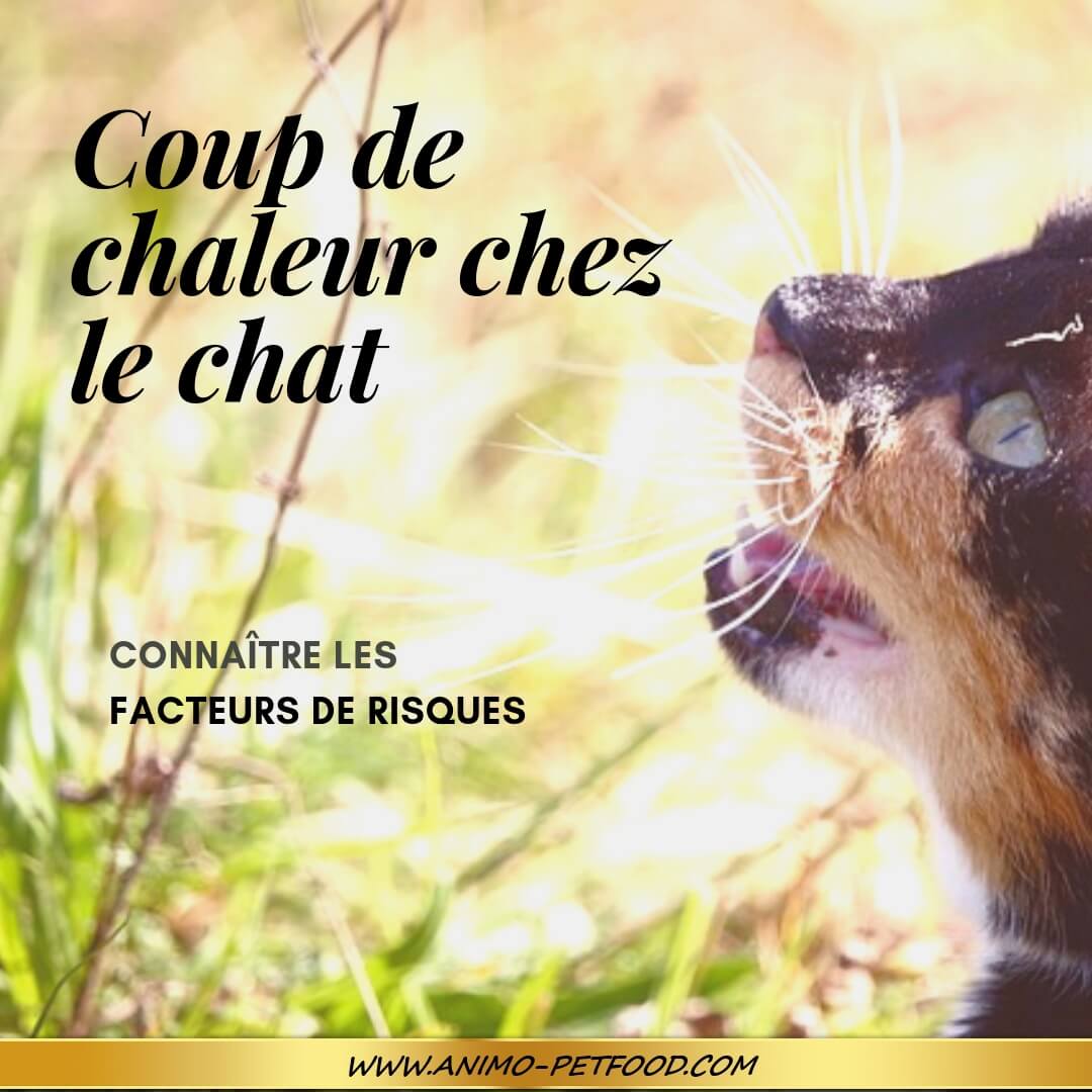 Coup De Chaleur Chez Le Chat