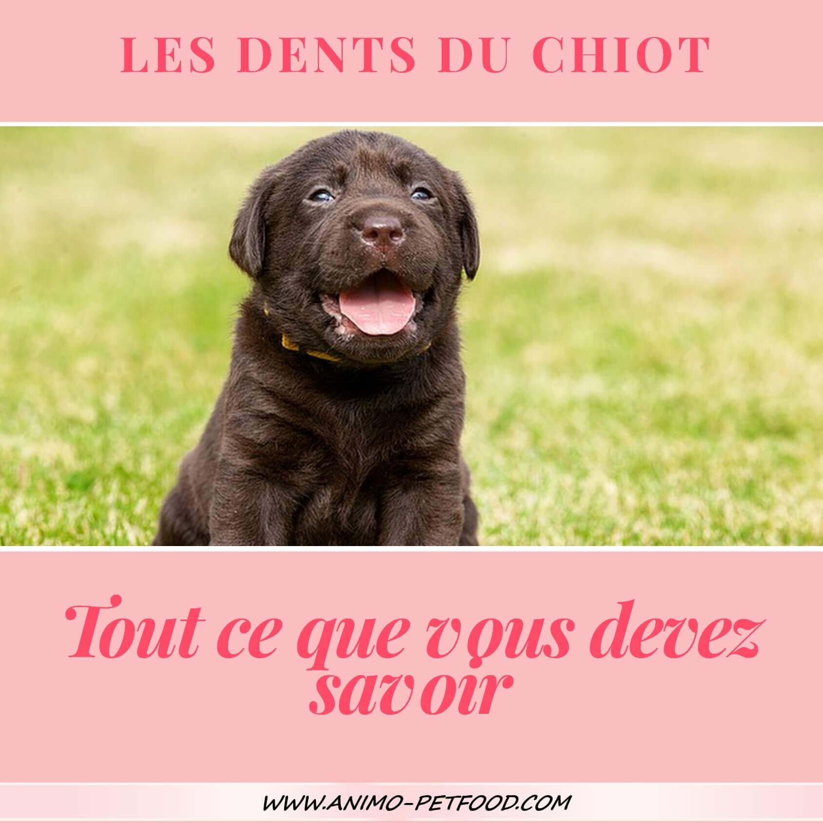 Dents De Chiot Tout Ce Que Vous Devez Savoir