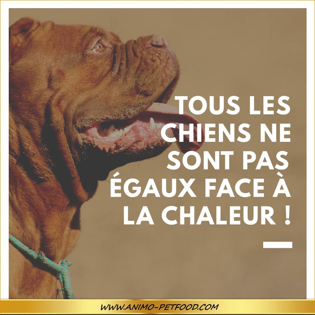 Tous Les Chiens Ne Sont Pas égaux Face à La Chaleur