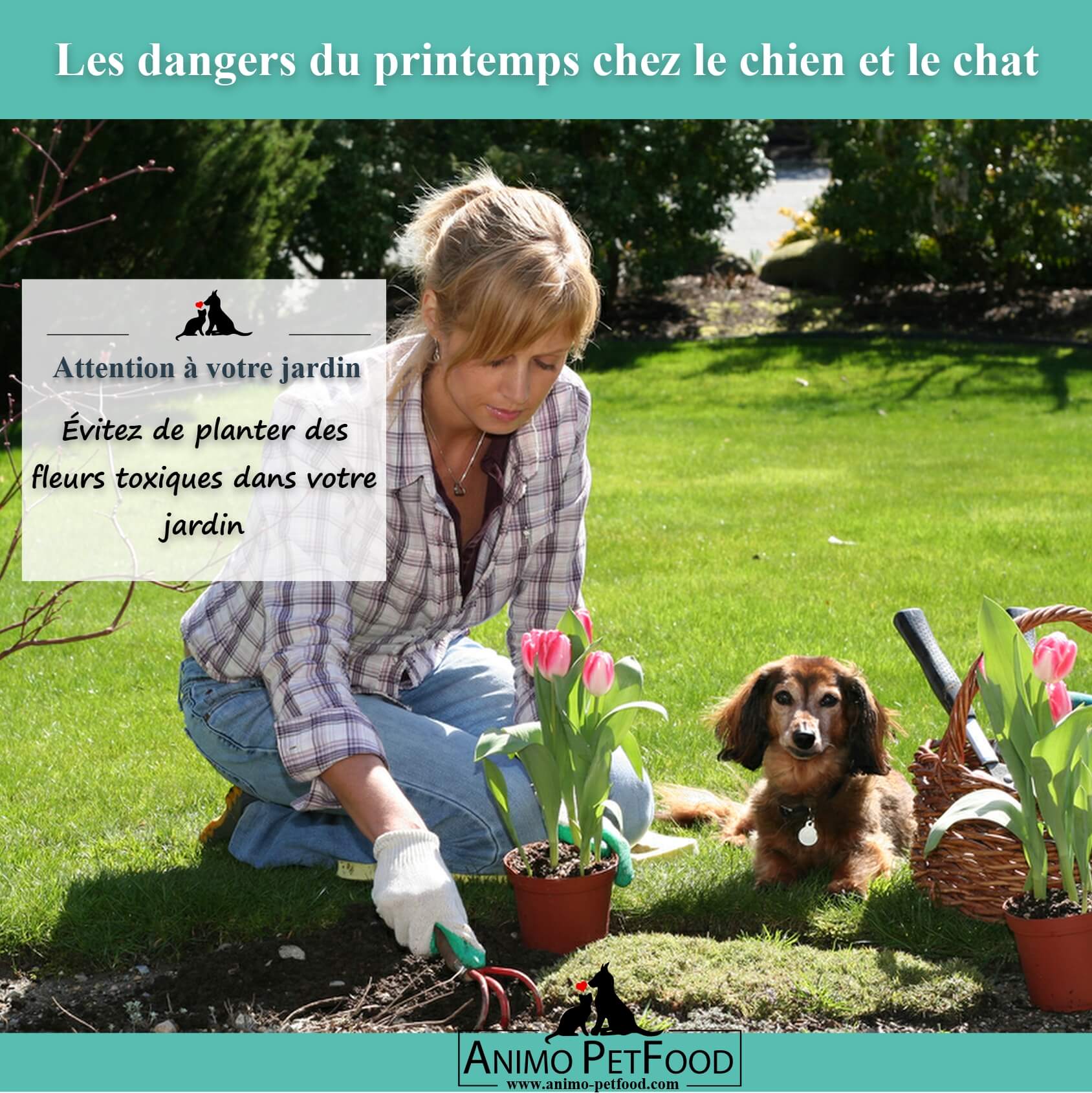 Les Dangers Du Printemps Pour Les Chiens Et Chats