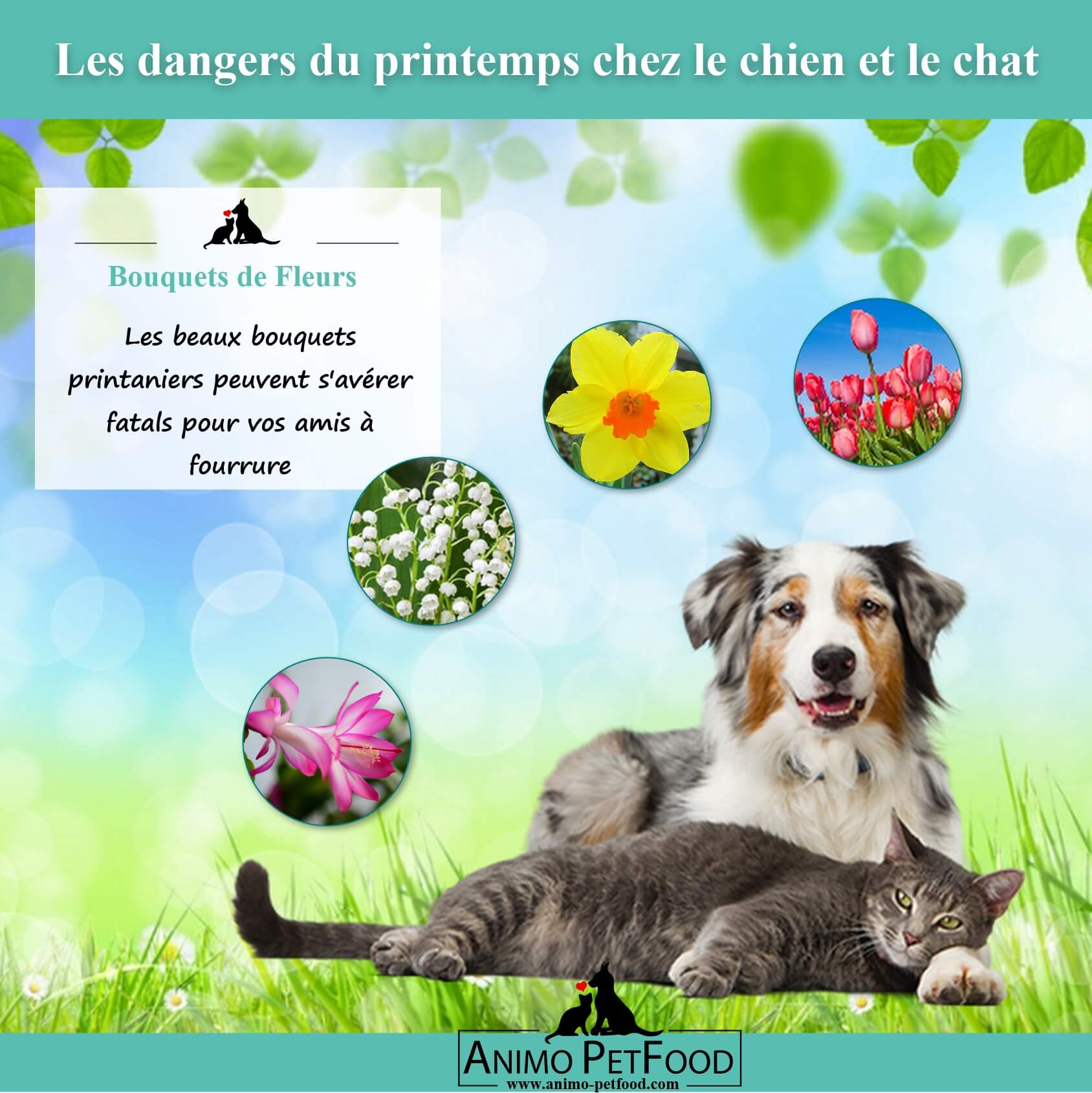 Les Dangers Du Printemps Pour Les Chiens Et Chats