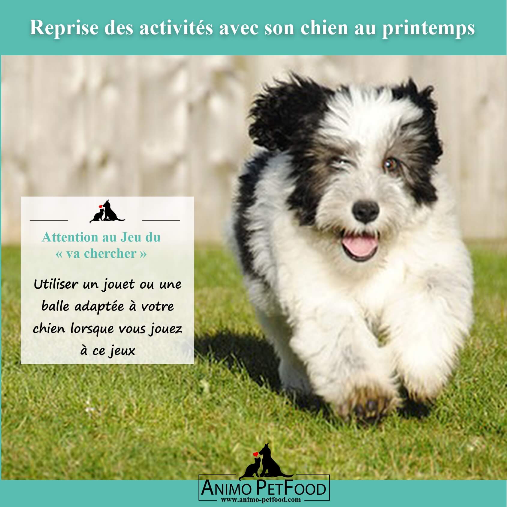 Les dangers du printemps pour les chiens et chats