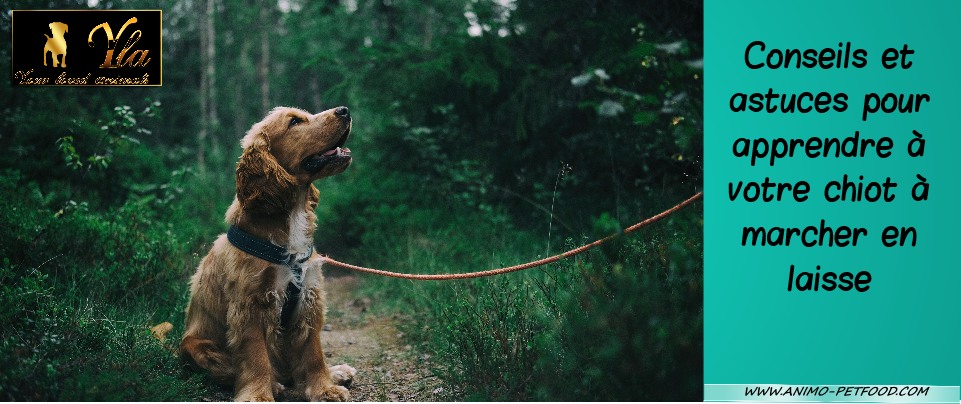 Comment Habituer Votre Chiot à La Laisse