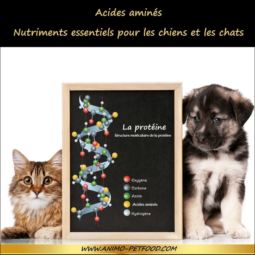 Les Acides Aminés Pour Chien Et Chat