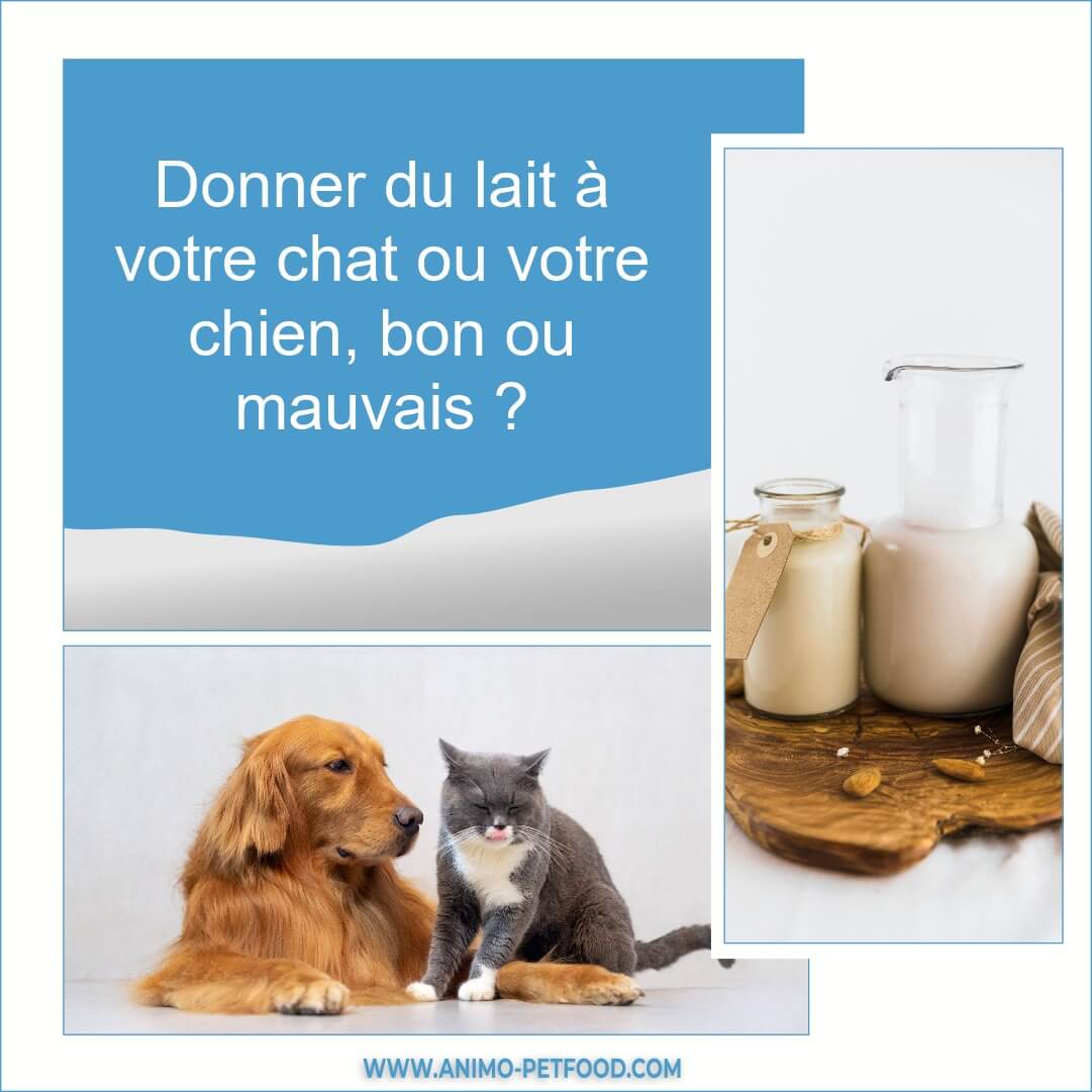 Donner Du Lait A Votre Chat Ou Votre Chien Bon Ou Mauvais