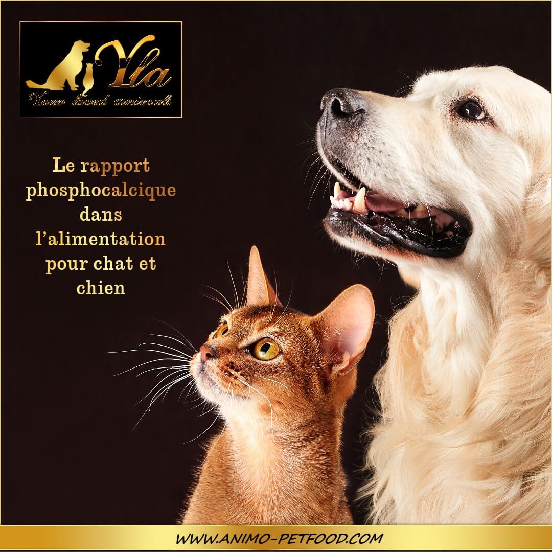 Le Rapport Phosphocalcique Dans Lalimentation Pour Chat Et